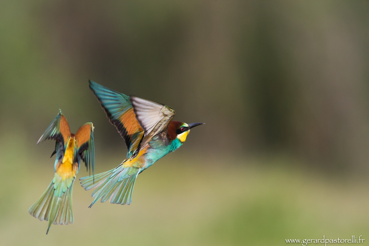 Bee eater 84